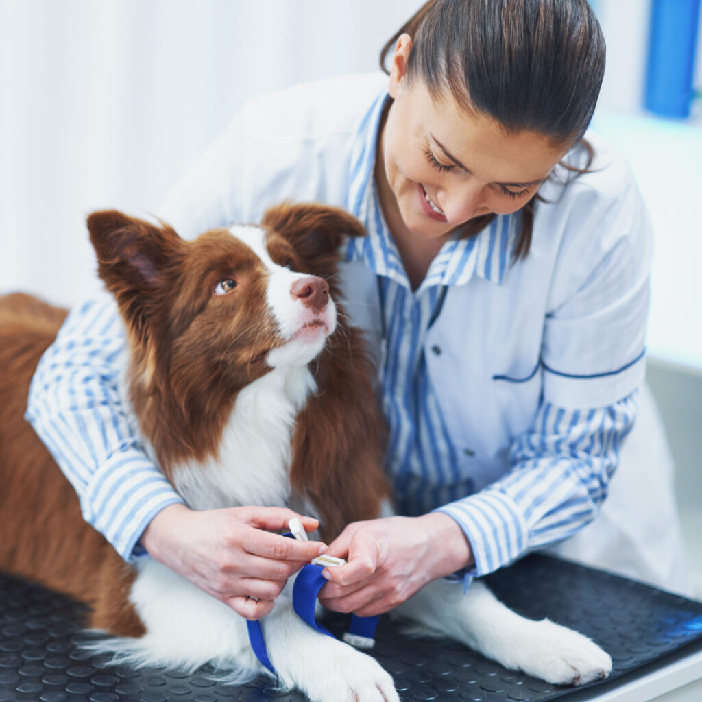 vets and pets